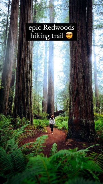 Renee Hahnel 🌲 hiking, travel, adventure on Instagram: "add this trail to your bucket list 👇🏼 ⠀ 🌲 Karl Knapp (Prairie Creek) - Foothill Loop ⠀ 📍 Prairie Creek Redwoods State Park, California (managed as part of Redwood National Park) ⠀ 🥾 2.5 miles (4km) ⠀ 💰 $5 trailhead parking fee ⠀ 🌧️ open year round but I love visiting during the moody months ⠀ #redwoods #redwoodnationalpark #hiking #californiahiking" Prairie Creek Redwoods State Park, California Hikes, Redwood National Park, Instagram Add, Family Goals, Travel Adventure, Hiking Trails, State Park, State Parks