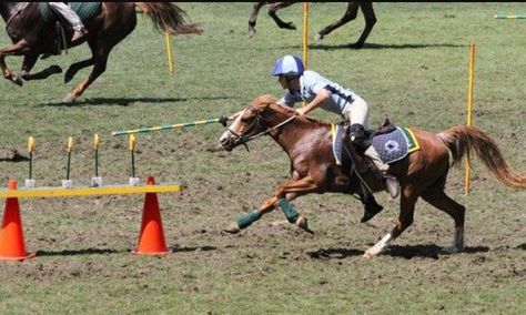 Gymkhana horse competition consists of games for those who love speed racing and horse riding. Although it is usually for children’s participation, there are still skill-based games for all ages. In some parts of the western United States, it is often called an “O-mok-see” (also known as “omoksee” or “o mok see”) competition. Sometimes, it […] The post What is Gymkhana Horse Events? History & Different Types appeared first on Horse is Love. Horse Riding Games, Games For All Ages, Horse Competition, Pony Games, Horse Lessons, Horse Exercises, Horse Games, Horse Camp, Eventing Horses