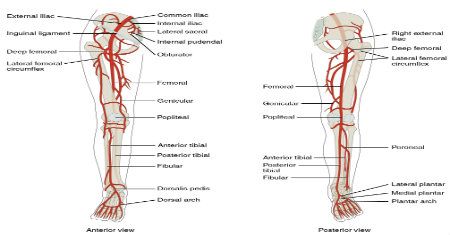 The femoral artery is the second largest artery in our body after the aorta. However, it is the largest artery found in the femoral region of our body. Leg Arteries Anatomy, Arteries Of Lower Limb, Arteries Anatomy, Superior Mesenteric Artery, Thoracic Cavity, Vascular Ultrasound, Abdominal Aorta, Vertebral Artery, Medicine Notes