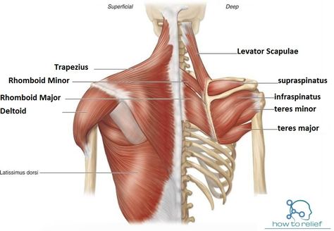 Shoulder Girdle Muscle: Origin, Insertion, Nerve Supply & Action Muscles Of Upper Limb, Anatomy Shoulder, Forearm Anatomy, Upper Limb Anatomy, Teres Major, Anatomy Muscles, Axial Skeleton, Shoulder Anatomy, Monster Slayer