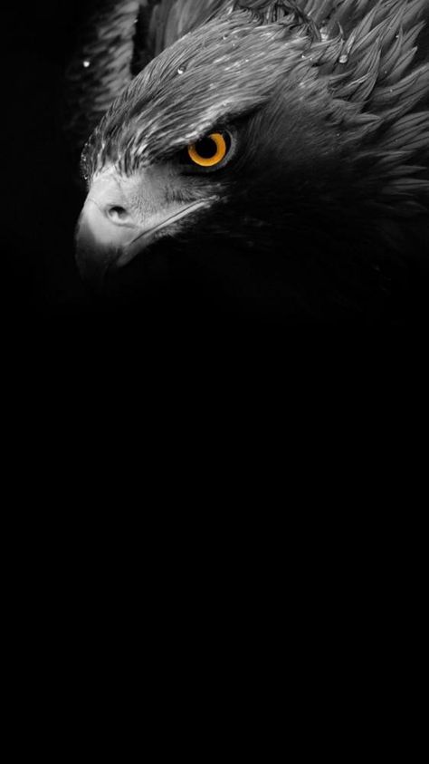 Free download Black Eagle Wallpaper [900x1600] for your Desktop, Mobile & Tablet | Explore 24+ Eagle Black Wallpapers | Bald Eagle Background, Eagle Background Pictures, Flying Eagle Wallpaper Eagle Images, Eagle Painting, Wild Animals Photos, Eagle Wallpaper, Eagle Pictures, इंस्टाग्राम लोगो, Lion Wallpaper, Eagle Art, Bird Wallpaper