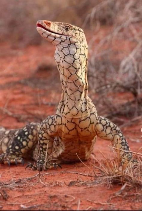 Curious Animals, Organic Inspiration, Monitor Lizard, Australian Wildlife, Reptiles Pet, Australian Animals, Arachnids, Weird Creatures, Reptiles And Amphibians