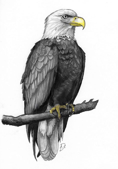 Colored Pencils Drawing, Beautiful Pencil Sketches, Ipad Drawing, Eagle Drawing, Cool Tattoo Drawings, Eagle Images, Woodburning Projects, Eagle Art, American Bald Eagle