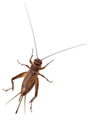 How to Get Rid of Crickets Getting Rid Of Crickets, Cricket Insect, Get Rid Of Spiders, Flea Spray, Cnidaria, Insect Spray, Flea Prevention, Best Pest Control, Types Of Insects