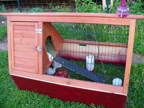 Starting out with Quail - Survivalist Forum Quail Coop Ideas, Quail Coop Ideas Diy, Backyard Quail, Quail Pen, Quail House, Garden Reference, Quail Cage, Button Quail, Quail Coop