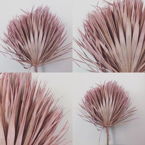 Pink palm leaves dried flowers. Image credit: Barn Florist Palm Leaf Bouquet, Pink Palm Leaves, Leaf Bouquet, Flowers For Delivery, Online Florist, Everlasting Flowers, Bunny Tails, Dried Bouquet, Color Palette Pink