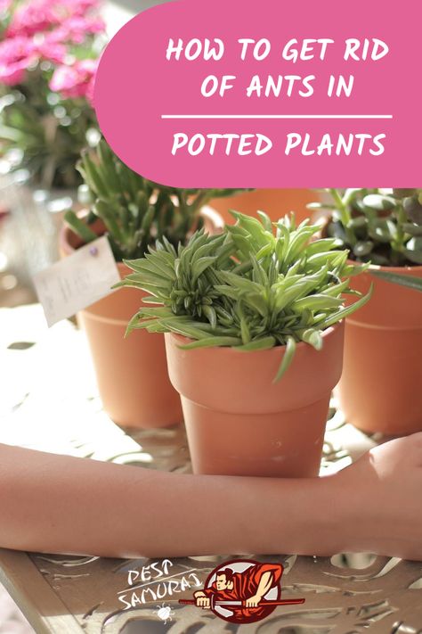 Some plants attract ants, and in this article, you can read more about ants in potted plants. Read why are ants in your potted plants, can ants kill plants and are ants bad for plants or maybe even good for them. Also, learn how to get rid of ants in potted plants and find some home remedies for getting rid of ants in potted plants. #antsinplants #ants #getridofants #removeants #pestcontrol Ants On Plants How To Get Rid, How To Get Ants Out Of Potted Plants, How To Get Rid Of Ants In Potted Plants, Get Rid Of Ants In Garden, Plants That Repel Ants, Home Remedies For Ants, Ants In Garden, Kill Fire Ants, Growing Hacks