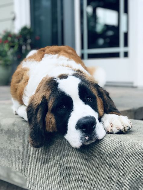 8 month old Saint Bernard puppy relaxing on the patio Saint Bernard Puppy, Dog 101, Saint Bernards, Pomeranian Puppy For Sale, St Bernard Puppy, St Bernard Dogs, Bernard Dog, Dog Pics, San Bernardo