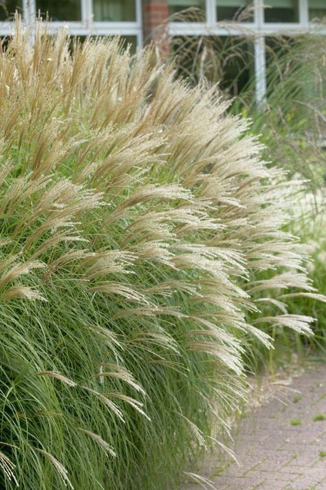 Plant Palette, Miscanthus Sinensis, Modern Gardens, Growing Grass, Ornamental Grass, Pretty Garden, Grasses Landscaping, Grasses Garden, Contemporary Garden