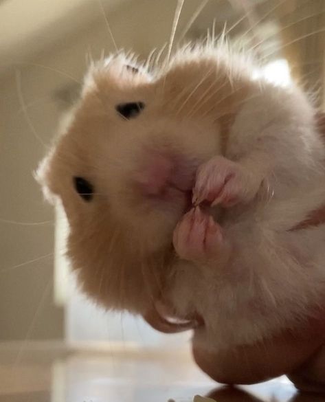 Hamster Pics, Hamster Life, Baby Hamster, Hamster Cages, Funny Hamsters, A Hamster, Cute Small Animals, Silly Cats Pictures, Most Beautiful Animals