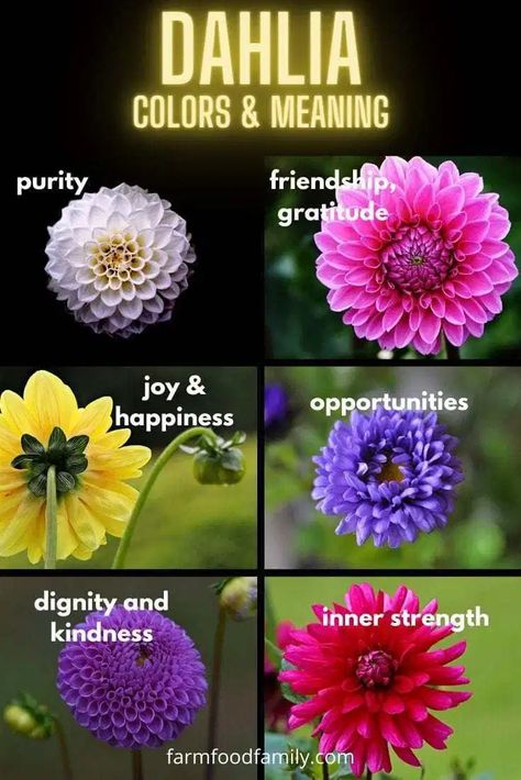 Dahlia flower colors and meaning Color Dahlia Tattoo, Flower Color Meaning, Dahlia Flower Meaning, White Dahlia Flower, Dalia Flower, Flower Symbolism, November Flower, White Dahlia, Flower Colors