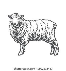 Sheep. Hand drawn engraving style illustrations. Etched vector illustration. Farmer Tattoo, Sheep Pen, Sheep Tattoo, Sheep Drawing, Etching Tattoo, Sheep Vector, Sheep Illustration, Woodcut Illustration, Cow Vector