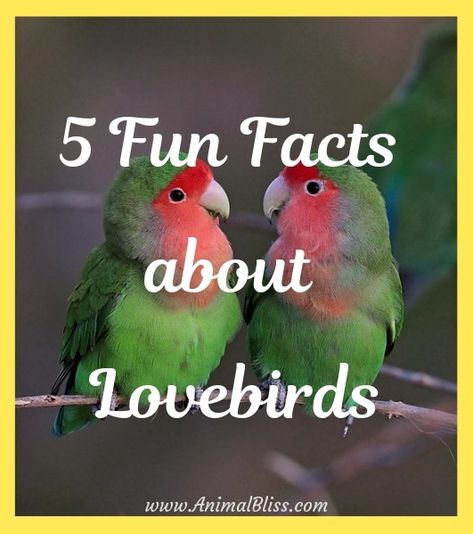 Are you interested in learning more about lovebirds? Keep reading to discover 5 fun facts about lovebirds, one of the most popular pet parrot species. Lovebirds Cage Ideas, Weird Pets, Seed Ornaments, Birds Toys, Cockatiel Care, Amazon Parrots, Handmade Bird Toys, Love Birds Pet, African Lovebirds