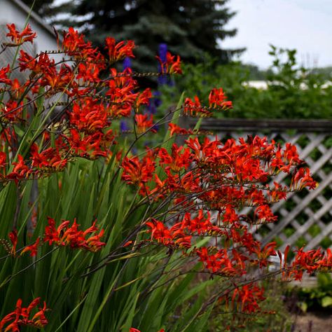 Crocosmia 'Lucifer' | Walters Gardens, Inc. Potted Gardens, Crocosmia Lucifer, Summer Blooming Flowers, Dream Villa, City Ideas, Dirty Hands, Pretty Garden, Border Plants, Pollinator Garden