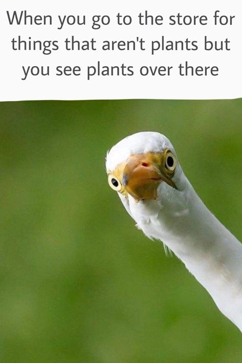 Plant Jokes, Gardening Memes, Gardening Humor, Garden Quotes, Plant Mom, Plant Life, Bones Funny, Green Thumb, Make Me Smile