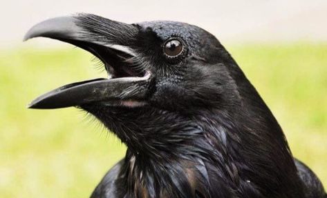 Close up of head of common raven. Crow Facts, Raven Pictures, Animals Tattoo, American Crow, Raven Bird, Crow Art, Jackdaw, Raven Art, Crows Ravens