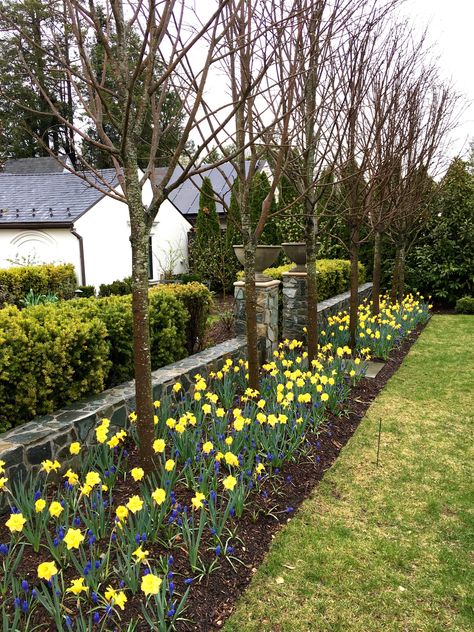 Dutch Master Trumpet daffodils underplanted with blue muscari enliven this spring garden. Hydrangea Flower Bed, Blue Muscari, Daffodil Garden, Planting Bulbs In Spring, Backyard Flowers Beds, Farm Property, Spanish Bluebells, Woodland Flowers, Amaryllis Bulbs