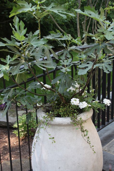 fig tree Fig Tree In Container, Fig Tree Potted, Fig Tree In Pot, Creeping Fig, Garden Desig, Fig Trees, Garden Containers, Potted Trees, Front Yard Garden