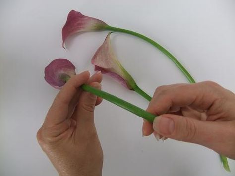 Let the Calla lilies rest out of water for about 30 minutes to slightly dehydrate. Gently message the stem to curve Florist Tutorial, Floral Recipes, Diy Wedding Magazine, Cala Lilies, Floral Mechanics, Flower Tips, Oncidium Orchids, Floral Magnets, Floral Art Arrangements