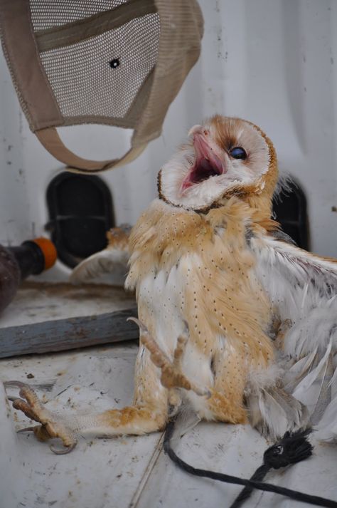 barn owl chick open beak juvenile defense fight pose Person Holding Owl Drawing Reference, Owl Chicks, Owl Attacking, Owl Laying Down, Tyto Owl, Barred Owl, Barn Owl, Art Reference Photos, Pose Reference