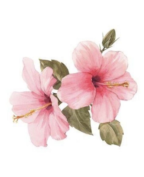 Hibiscus Illustration Botanical, Hibiscus Watercolor Painting, Hibiscus Flower Illustration, Hibiscus Sketch, Hibiscus Flower Watercolor, Hibiscus Flower Art, Hibiscus Illustration, Hibiscus Painting, Hibiscus Watercolor