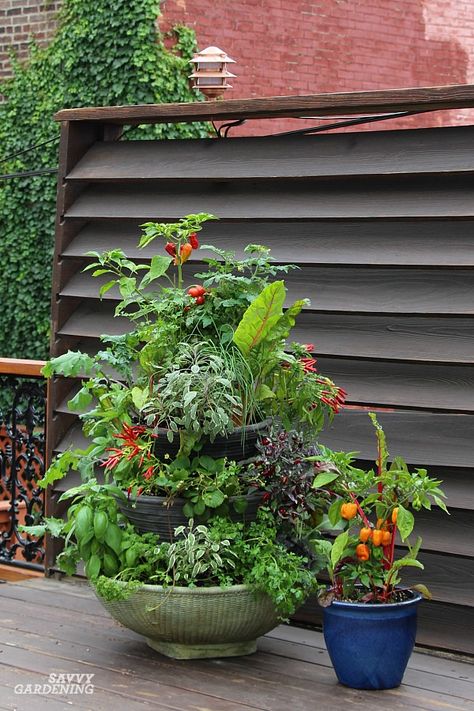 Food Fountain, Patio Vegetable Garden, Garden Setup, Homegrown Vegetables, Small Vegetable Gardens, Container Vegetables, Home Grown Vegetables, Budget Garden, Backyard Gardening