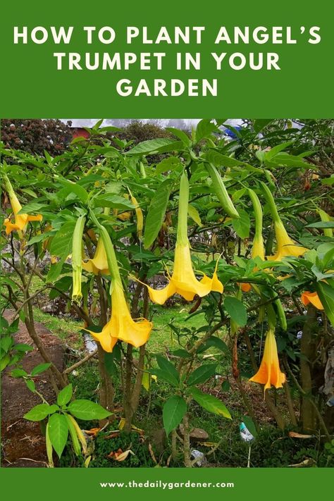 How to Plant Angel’s Trumpet in Your Garden (Tricks to Care!) 2 Angel Trumpet Flower, Trumpet Plant, Angel Trumpet Plant, Angels Trumpet, Angel Plant, Angel's Trumpet, Small Evergreen Shrubs, Garden Tricks, Trumpet Lily