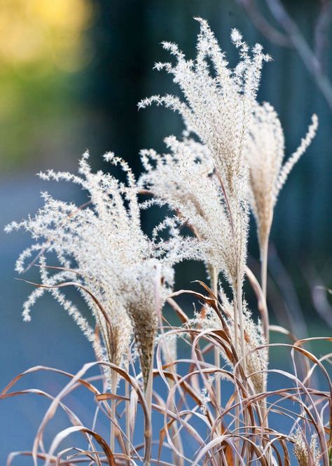 Backyard Hangout, Winter Gardening, Ornamental Grass, Best Perennials, Seed Heads, Australian Garden, Winter Nature, Pollinator Garden, Rooftop Garden