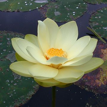 American Lotus Flower, American Lotus, House Pond, Fae Garden, Garden Hideaway, Plant Parenthood, Yellow Lotus, Flower Games, Lotus Flower Pictures