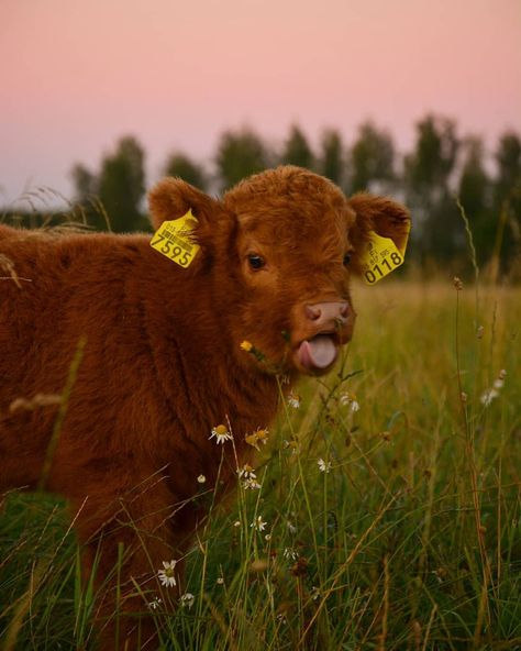 Cattle Calf posted on Instagram: “Hippu is cute even with a 😍 face like this. Via 📸 @ratiaranch Follow ⏩@cattlecalf Follow…” • See all of @cattlecalf's photos and videos on their profile. Cow, Yellow, Flowers, Animals, On Instagram, Instagram