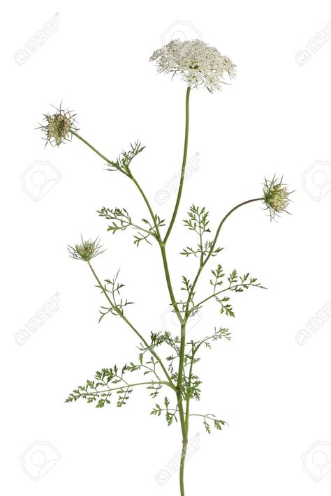 Wild Carrot Flower, Flower On White Background, Wild Carrot, Organic Skin Care Routine, Carrot Flowers, Love Your Skin, Fresh Ingredients, Organic Skin, Test Tube