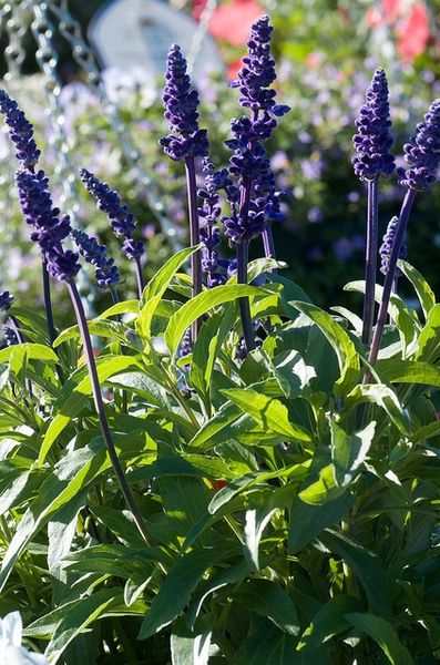 Salvia farinacea Rabbit Garden, Coastal Plain, Beautiful Cottages, Clay Soil, Attract Butterflies, Flower Spike, Light Summer, Bedding Plants, All Plants