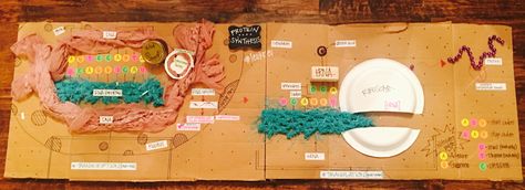 Protein Synthesis Model- Transcription + Translation Polypeptide Synthesis Model, Protein Synthesis Model, Translation Biology, Biology Model, Biology Poster, High School Project, Biology Projects, Transcription And Translation, Babymoon Photos