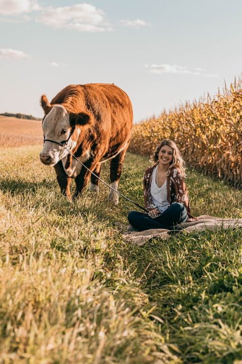 Senior Pictures With Show Cattle, Ag Senior Pictures, Senior Picture Ideas With Cows, Farm Graduation Pictures, Show Cattle Senior Pictures, Senior Pictures With Cows, Ffa Senior Pictures, Cow Photoshoot, Livestock Pictures