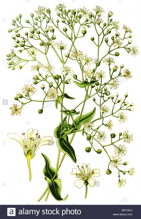 Gypsophila elegans, annual baby's-breath, showy baby's-breath. , digital improved reproduction from a print of the 19th century Stock Photo Baby's Breath Drawing, Nature Doodles, Gypsophila Elegans, Visual Library, Botanical Illustration Vintage, Baby S Breath, Baby's Breath, Vintage Botanical, Botanical Illustration