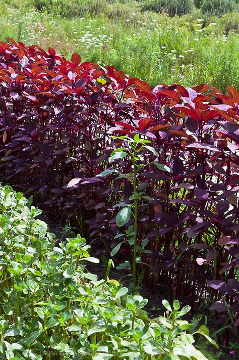 red amaranth greens Red Amaranth Plant, Amaranth Plant, Garden Farm, Farm Food, Amaranth, Food Photography, Plants, Red, Photography