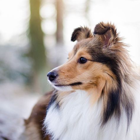 shetland sheepdog puppies shetland sheepdog price shetland sheepdog size shetland sheepdog puppyshetland sheepdog temperament rough collie shetland sheepdog weight shetland sheepdog rescuesheltie puppies for sale under $500 shetland sheepdog for sale california teacup sheltie puppies for sale sheltie puppies for sale in mdsheltie puppies for sale on craigslist blue merle sheltie puppies for sale sheltie puppies for sale in indiana sheltie puppies for sale in ohio Sheltie Puppies For Sale, Sheltie Puppies, Blue Merle Sheltie, Shetland Sheepdog Blue Merle, Sheltie Puppy, Shetland Sheepdog Puppies, Sheep Dog, Dog Home Decor, Shetland Sheep