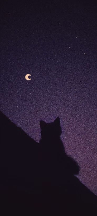 Cute Wallpaper Backgrounds Aesthetic Purple, Black Purple Wallpaper Aesthetic, Wallpapers Moon Aesthetic, Purple Black Aesthetic Wallpaper, Black And Purple Aesthetic Dark, Black Cat Wallpaper Dark, Aesthetic Purple Wallpaper Dark, Purple Moon Aesthetic Wallpaper, Cat Dark Wallpaper