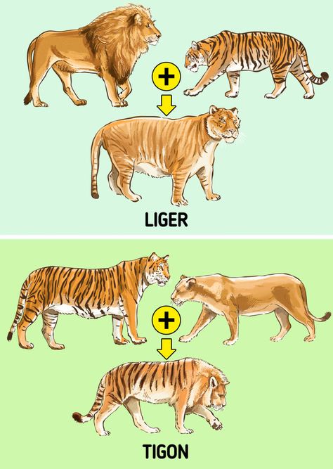 The Difference Between a Liger and a Tigon Amazing Animal Pictures, Big Cats Art, Exotic Cats, Re Leone, Extinct Animals, Haiwan Peliharaan, Animal Facts, Prehistoric Animals, Cute Wild Animals