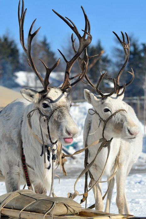 Love Winter, I Love Winter, Paws And Claws, Winter Animals, Whitetail Deer, Santa And Reindeer, Animal Planet, Wildlife Art, Animal Photo