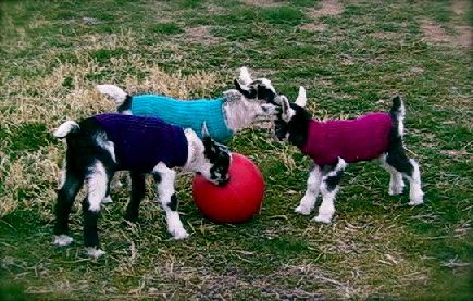 There may not be a huge need for this, but there also can't be a ton of patterns for goat sweaters out there either.  Need a sweater for your pet goat or e Baby Goats In Sweaters, Goat Clothes, Goat Sweater, Goat Ideas, Goats In Sweaters, Goat Playground, Knitting Animals, Miniature Goats, Diy Dog Sweater