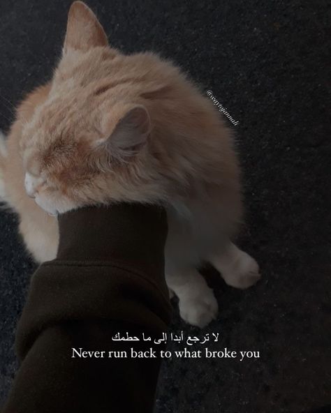 Islamic quote 🤍 Islamic Asthetic Quote, Islamic Cat Quotes, Islamic Dps Aesthetic, Cats In Islam Quotes, Islamic Thoughts In Urdu English, Funny Islamic Quotes, Cat Aesthetic Quotes, Cat Islamic, Islamic Quotes About Friends