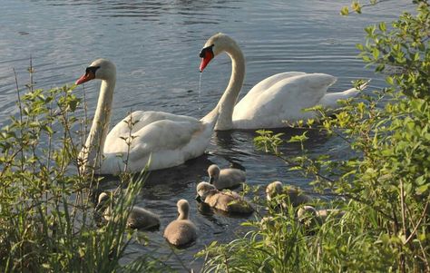 Swan Photos, Swan Family, Baby Swan, Mute Swan, Slytherin Aesthetic, Cute Little Puppies, Princess Aesthetic, Cottagecore Aesthetic, Family Affair