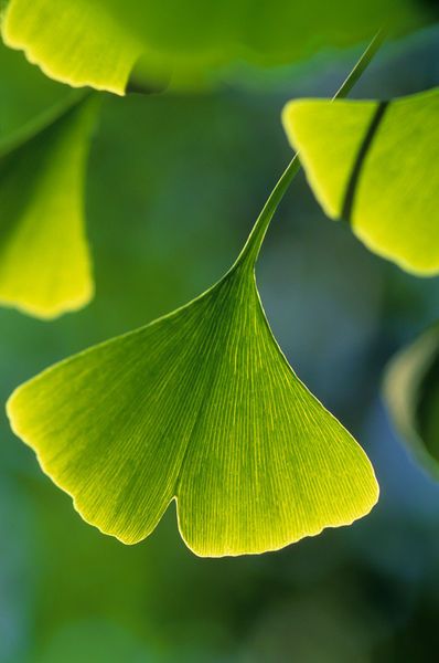 Gingko Tree, Ginko Biloba, Living Fossil, Ginkgo Tree, Leaf Photography, Gingko Leaves, Ginkgo Biloba, Ginkgo Leaf, Tree Leaves