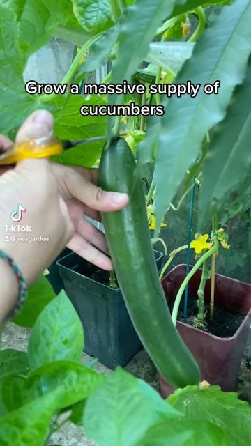 JoesGarden on Instagram: "Let’s grow some cucumbers at home 🌱🥒😊 👉Tag someone who might want to try this 🌿 #plants #plantsofinstagram #garden #gardening #grow #growyourown #growyourownfood #veg #vegetablegarden #summer #greenhouse #tips #tricks #learn #cucumber #seeds #greenhouse" Greenhouse Tips, Summer Greenhouse, Growing Vegetables From Seeds, How To Grow Cucumbers, Grow Cucumbers, Cucumber Gardening, Apartment Gardening, Outdoor Herb Garden, Vegetable Garden Tips