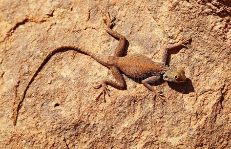 Desert lizard on the rock. In Sahara Desert , #Ad, #lizard, #Desert, #Sahara, #rock #ad Desert Lizard, Desert Lizards, Louis Sachar, Thar Desert, Desert Sahara, Desert Animals, Desert Living, Sahara Desert, Design Background