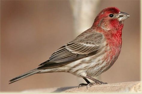 texas ruby red house finch | House Finch                                                         I saw one of these in Kerrville yesterday (5/7/13).  I Red Headed Sparrow, Texas Birds, Backyard Habitat, Texas Animals, House Finch, Red Sparrow, Bird Feeding Station, Animal Inspiration, Bird Feeding