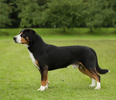 Mountain Dog Breeds, Herding Dogs Breeds, Entlebucher Mountain Dog, Pedigree Dog, Search And Rescue Dogs, Every Dog Breed, Beautiful Dog Breeds, All Breeds Of Dogs, Greater Swiss Mountain Dog