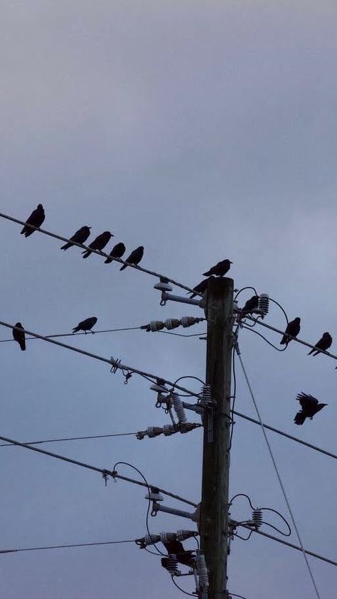 A bunch of birds perched on telephone wires. Wallpaper background aesthetic of birds on a wire. #birds Bird On Telephone Wire, Birds On A Wire Photography, Telephone Wires Aesthetic, Crows On A Wire, Telephone Wire Tattoo, Birds Astethic, Birds Wallpaper Aesthetic, Bird Aesthetic Dark, Bird Lockscreen