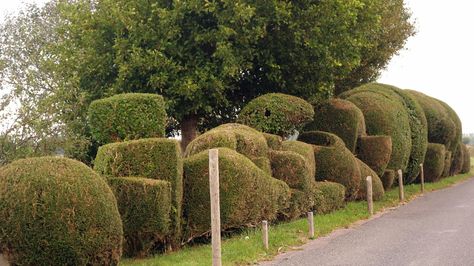 Cloud pruned lonicera nitida hedge Ficus Hedge, Lonicera Nitida, Hedges Landscaping, Japanese Garden Tools, Privet Hedge, Cloud Pruning, Flower Hedge, Box Hedging, Privacy Hedge